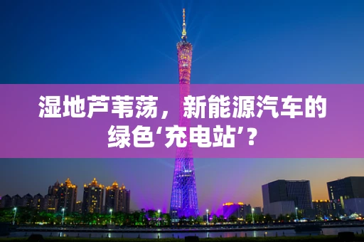 湿地芦苇荡，新能源汽车的绿色‘充电站’？