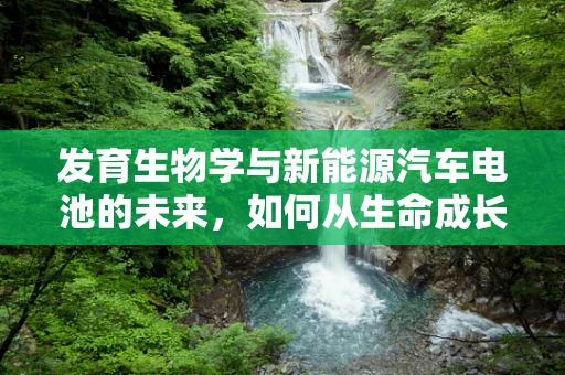发育生物学与新能源汽车电池的未来，如何从生命成长中汲取灵感？